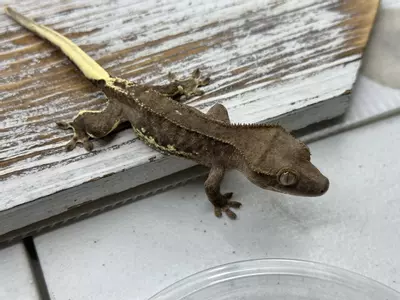 plant/645r5a 12g NPV Dark Phantom Lilly-0-thumbnail