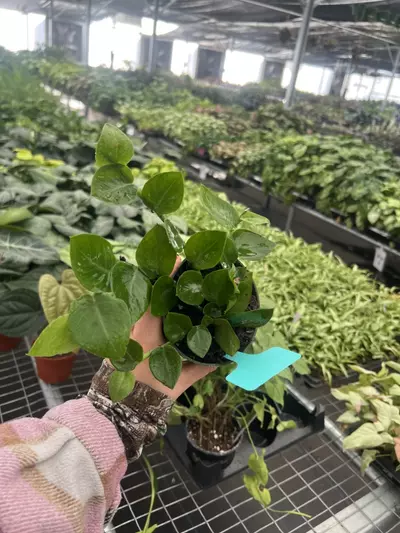 plant/Raphidiphora Korthalsii 4” pot Growers Choice-4-thumbnail