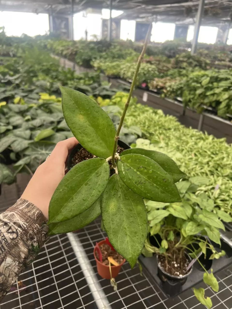 plant/Hoya Icensis 4” pot Growers Choice-0