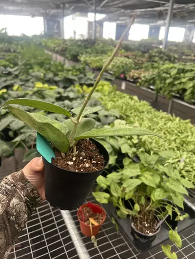 plant/Hoya Jennifer 4” pot Growers Choice-5-thumbnail