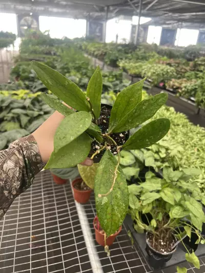 plant/Hoya Jennifer 4” pot Growers Choice-0-thumbnail