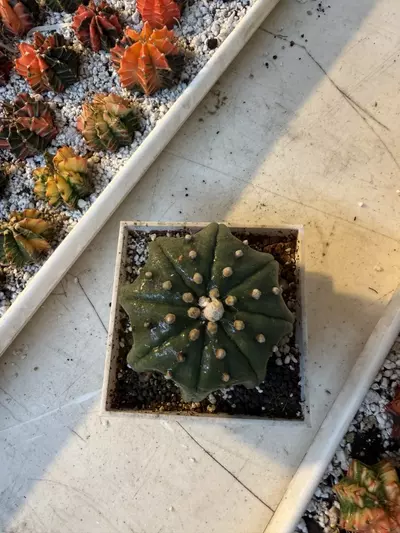 plant/Astrophytum Starfish Ooibo-1-thumbnail