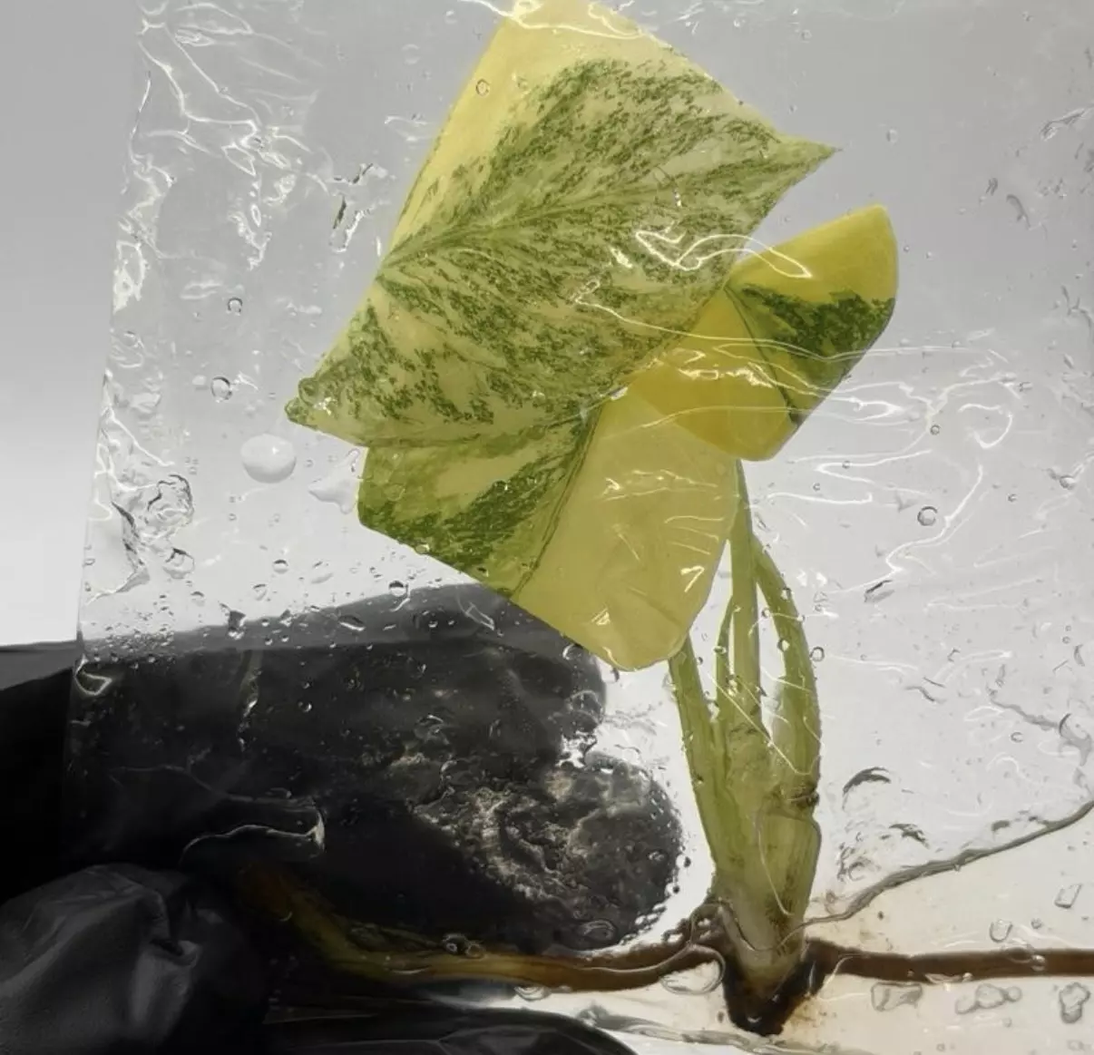 plant/Monstera Thai Constellation Tissue Culture Plant – High Variegation Variegated M-0