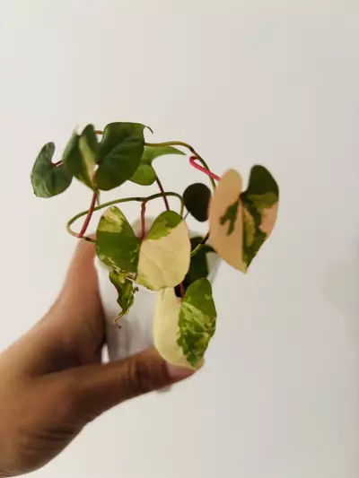 plant/Fallopia multiflora variegata plant-0-thumbnail