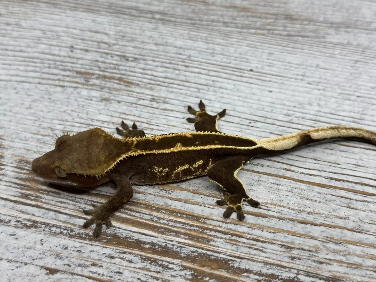 plant/355r5a 9g male Dark Head Super Eb-1