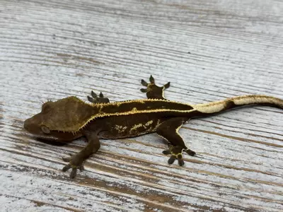 plant/355r5a 9g male Dark Head Super Eb-1-thumbnail