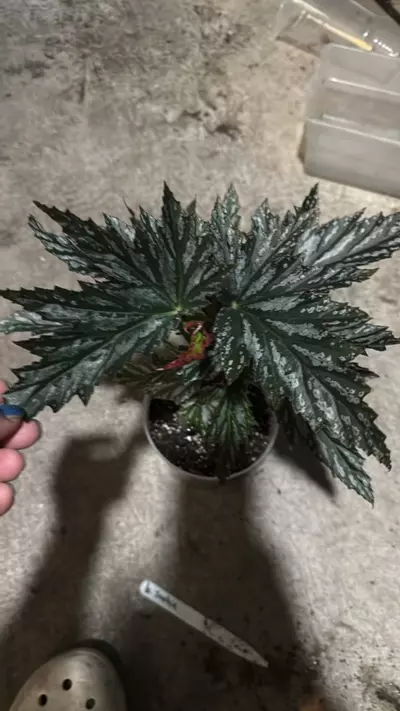 plant/Begonia Sophie-0-thumbnail