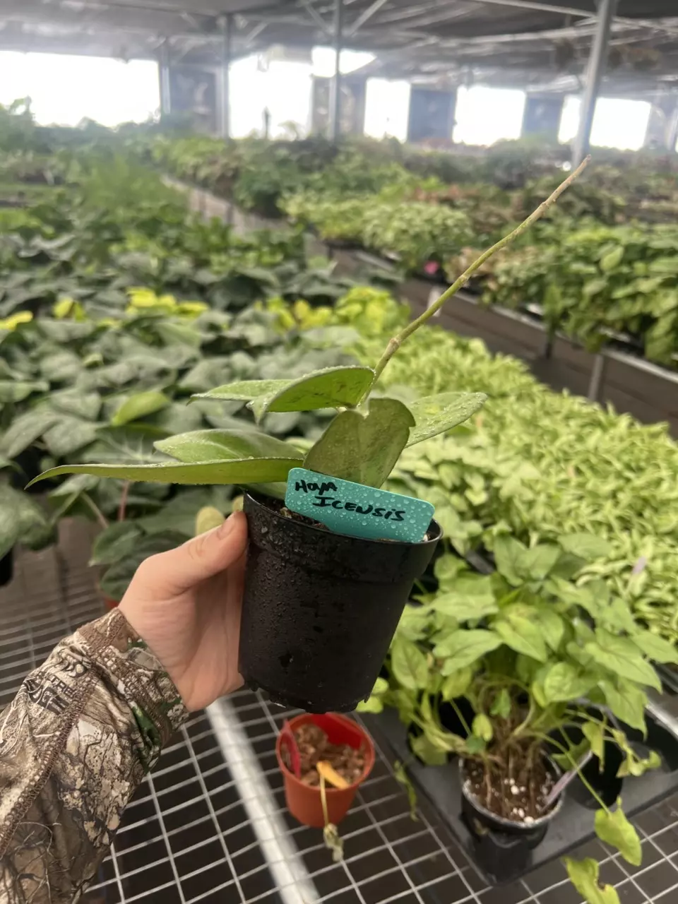 plant/Hoya Icensis 4” pot Growers Choice-1