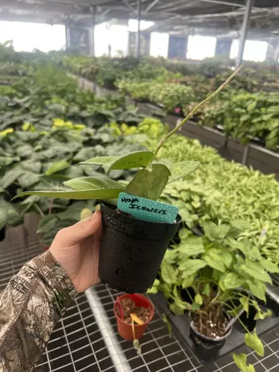 plant/Hoya Jennifer 4” pot Growers Choice-3-thumbnail