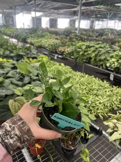 plant/Raphidiphora Korthalsii 4” pot Growers Choice-2-thumbnail