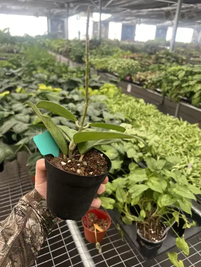 plant/Hoya Jennifer 4” pot Growers Choice-4-thumbnail