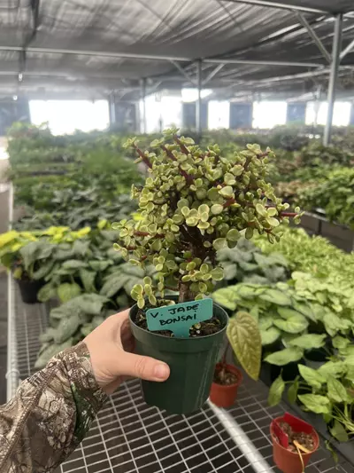 plant/Variegated Jade Bonsai 4” pot Growers Choice-2-thumbnail