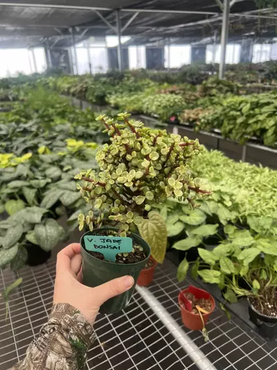 plant/Variegated Jade Bonsai 4” pot Growers Choice-5-thumbnail