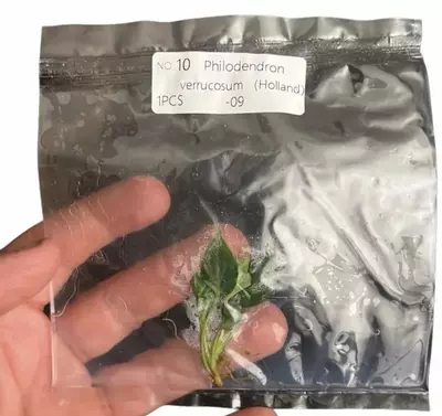 plant/Philodendron Verrucosum – Rare Tissue Culture Plantlet | Velvet-Leaf Aroid Start-0-thumbnail