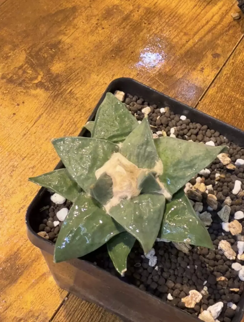 plant/Ariocarpus Retusas cv Cauliflower #2-1