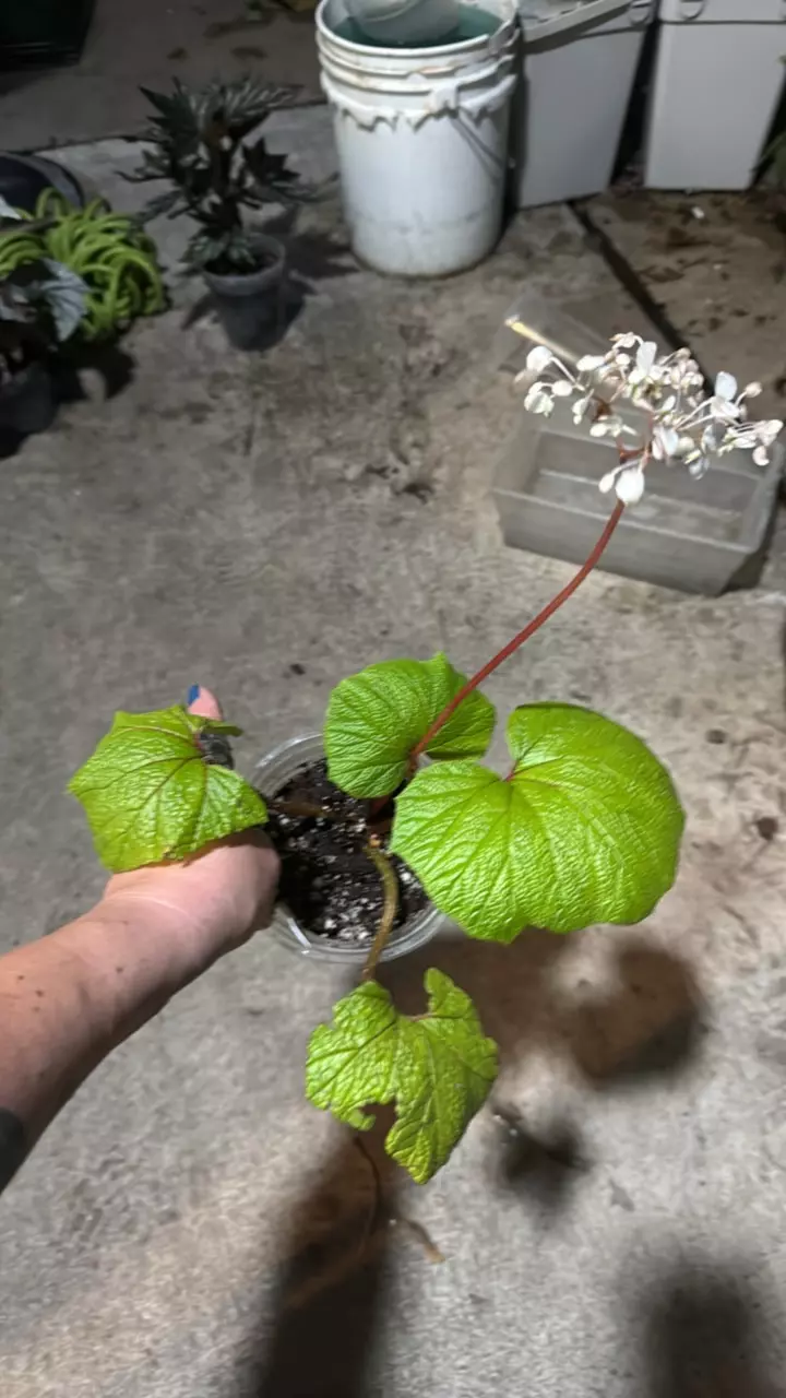 plant/Begonia Acida-1