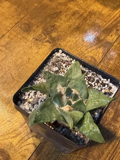 plant/Ariocarpus Retusas cv Cauliflower #1-1-thumbnail