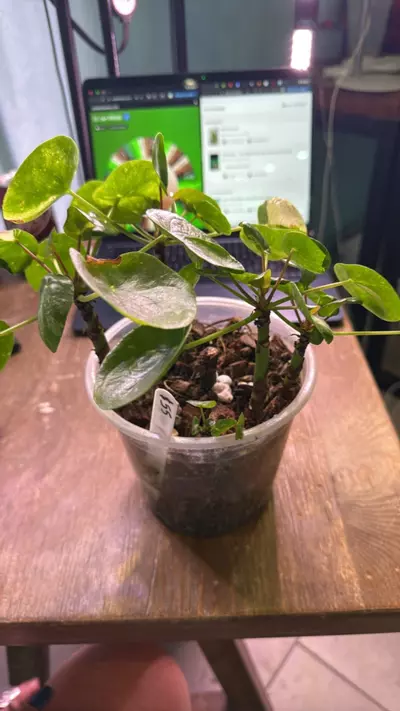 plant/Peperomia Pilea ALBO-2-thumbnail