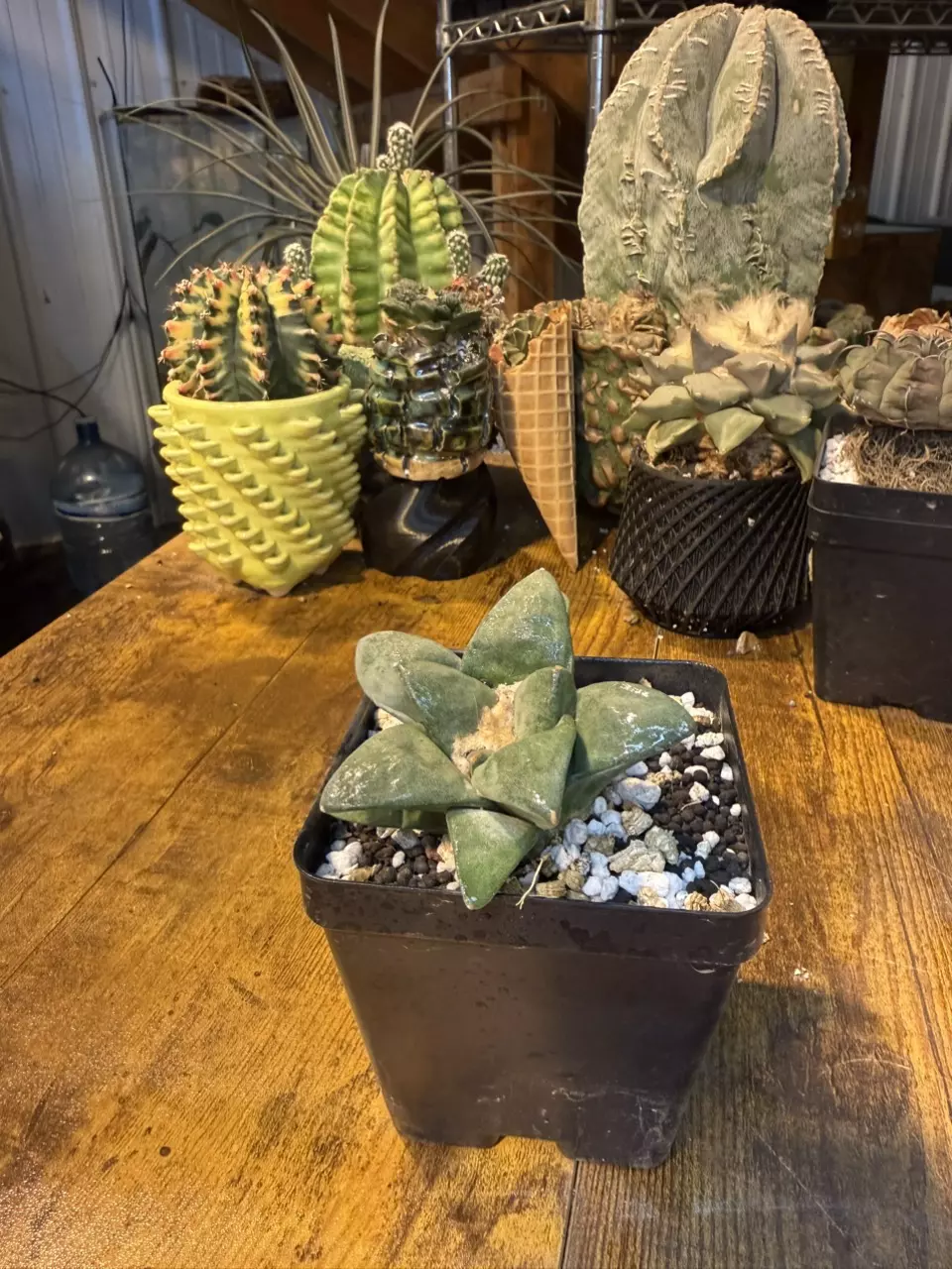 plant/Ariocarpus Retusas #2-0