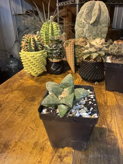 plant/Ariocarpus Retusas #2-0-thumbnail