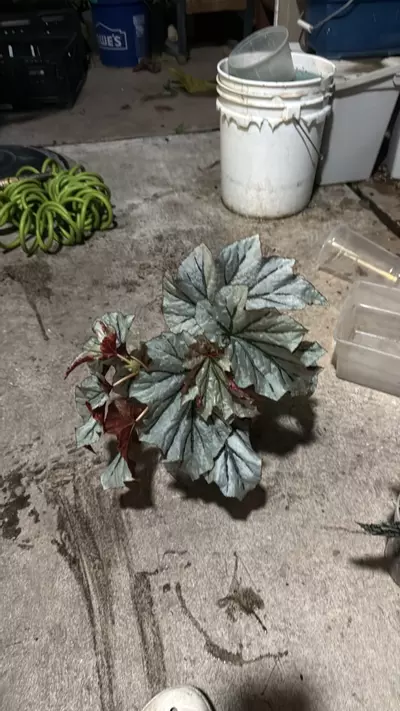 plant/Begonia looking glass-1-thumbnail