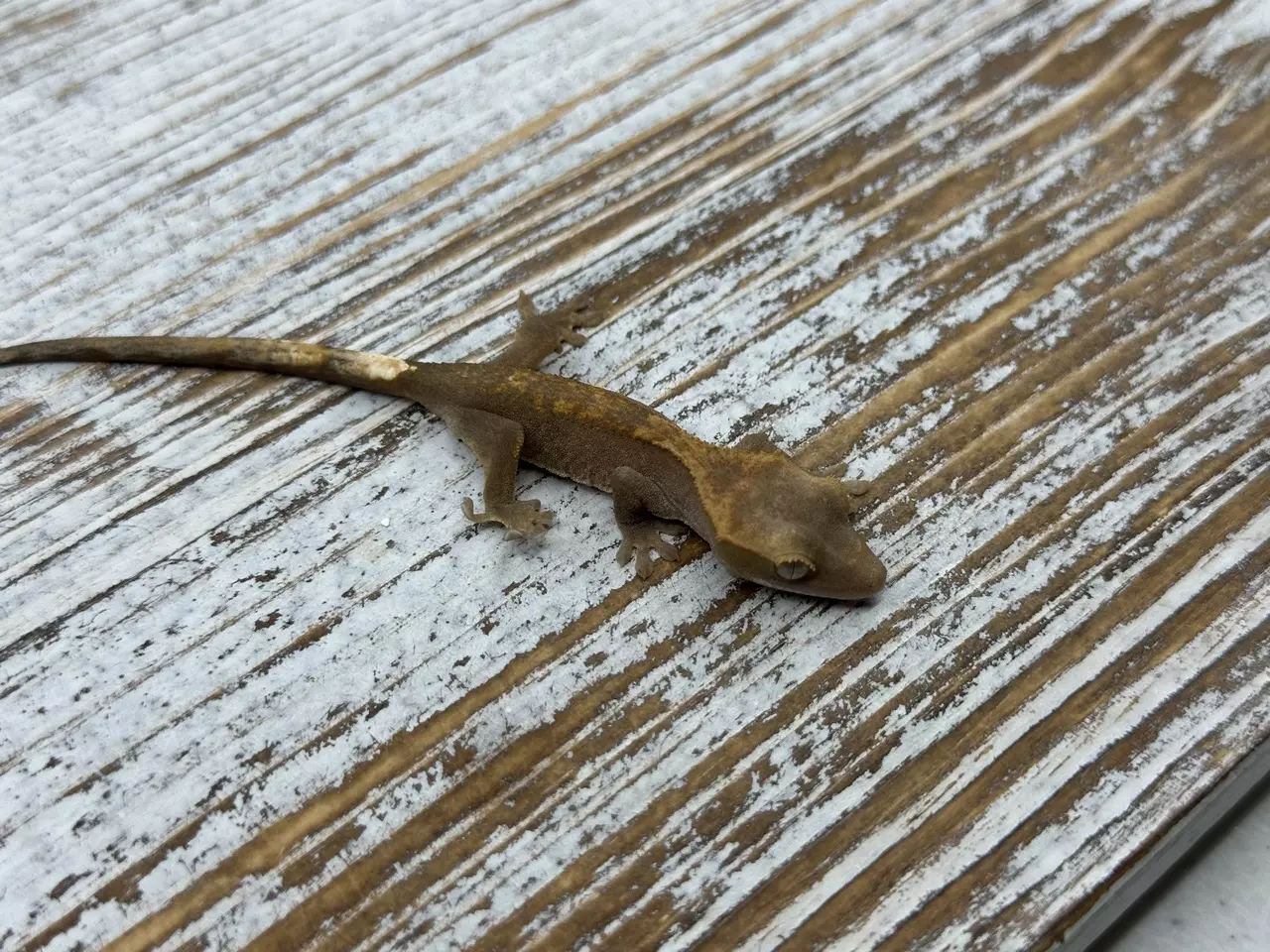 plant/189r5a Fire(Het leucistic) 100% het Axanthic 3g Unsexed-0