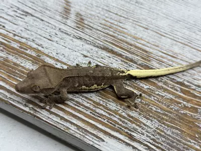 plant/645r5a 12g NPV Dark Phantom Lilly-1-thumbnail