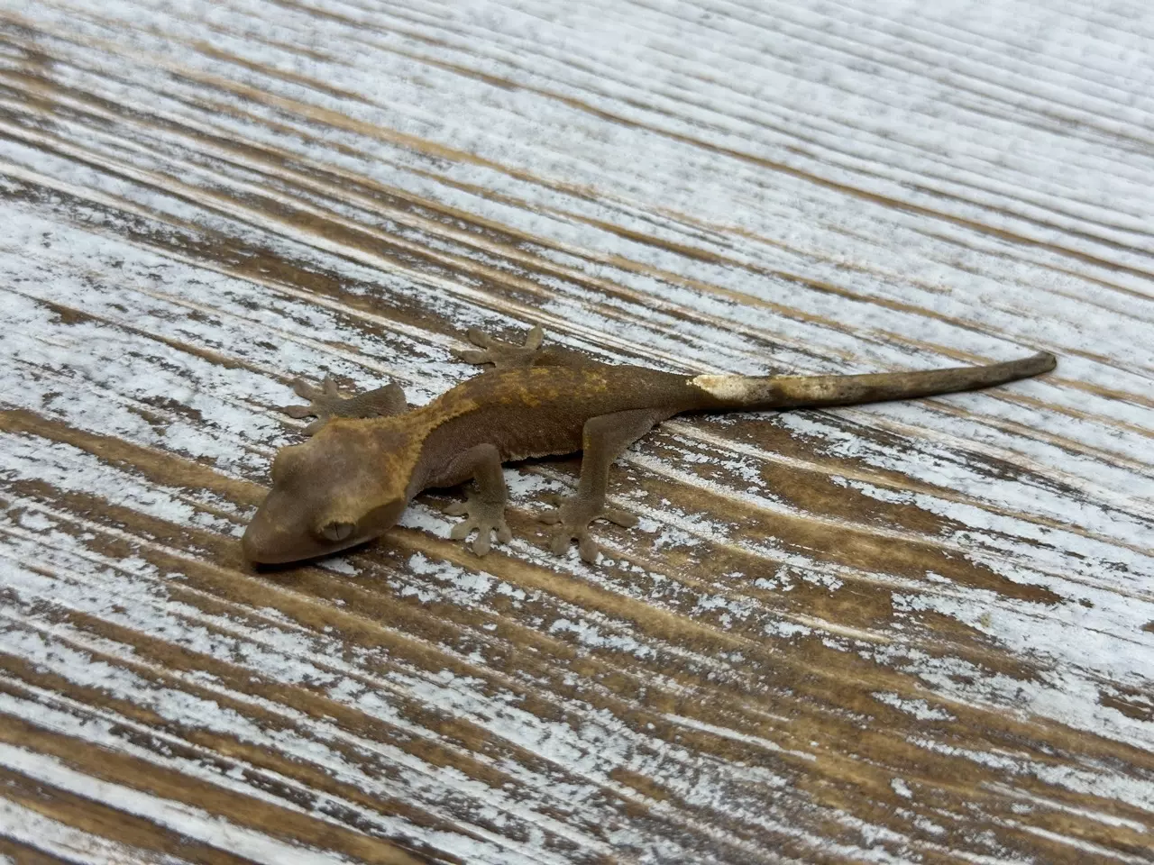 plant/189r5a Fire(Het leucistic) 100% het Axanthic 3g Unsexed-1