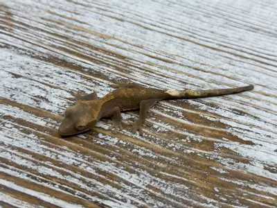 plant/189r5a Fire(Het leucistic) 100% het Axanthic 3g Unsexed-1-thumbnail