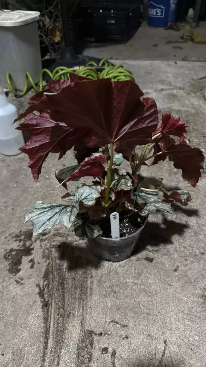 plant/Begonia looking glass-2