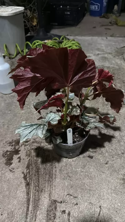 plant/Begonia looking glass-2-thumbnail