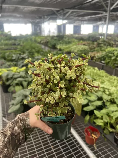 plant/Variegated Jade Bonsai 4” pot Growers Choice-0-thumbnail