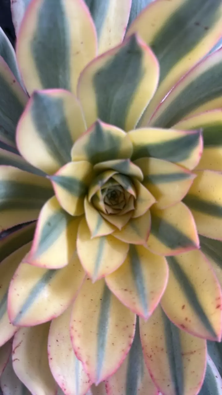 plant/Hold my order one week-0