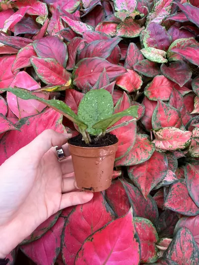 plant/Hoya Fungii 2” Pot Growers Choice-2-thumbnail