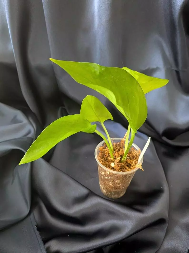 plant/Epipremnum Teruno Midnight-0