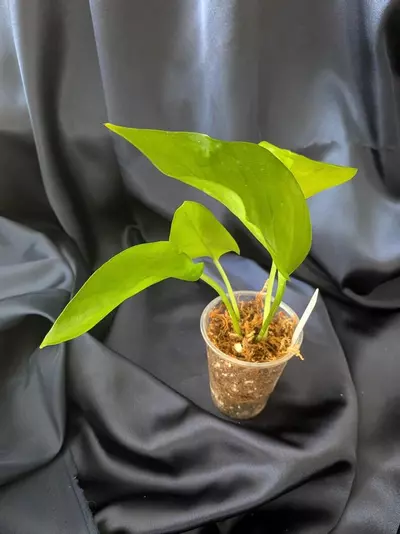 plant/Epipremnum Teruno Midnight-0-thumbnail