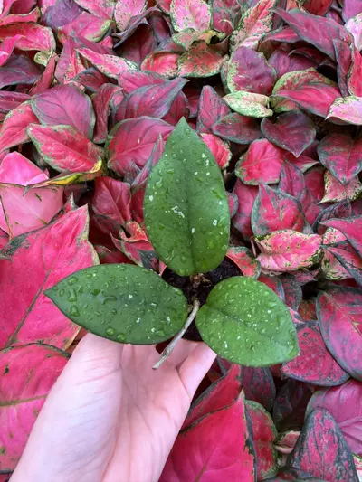 plant/Hoya Fungii 2” Pot Growers Choice-6-thumbnail