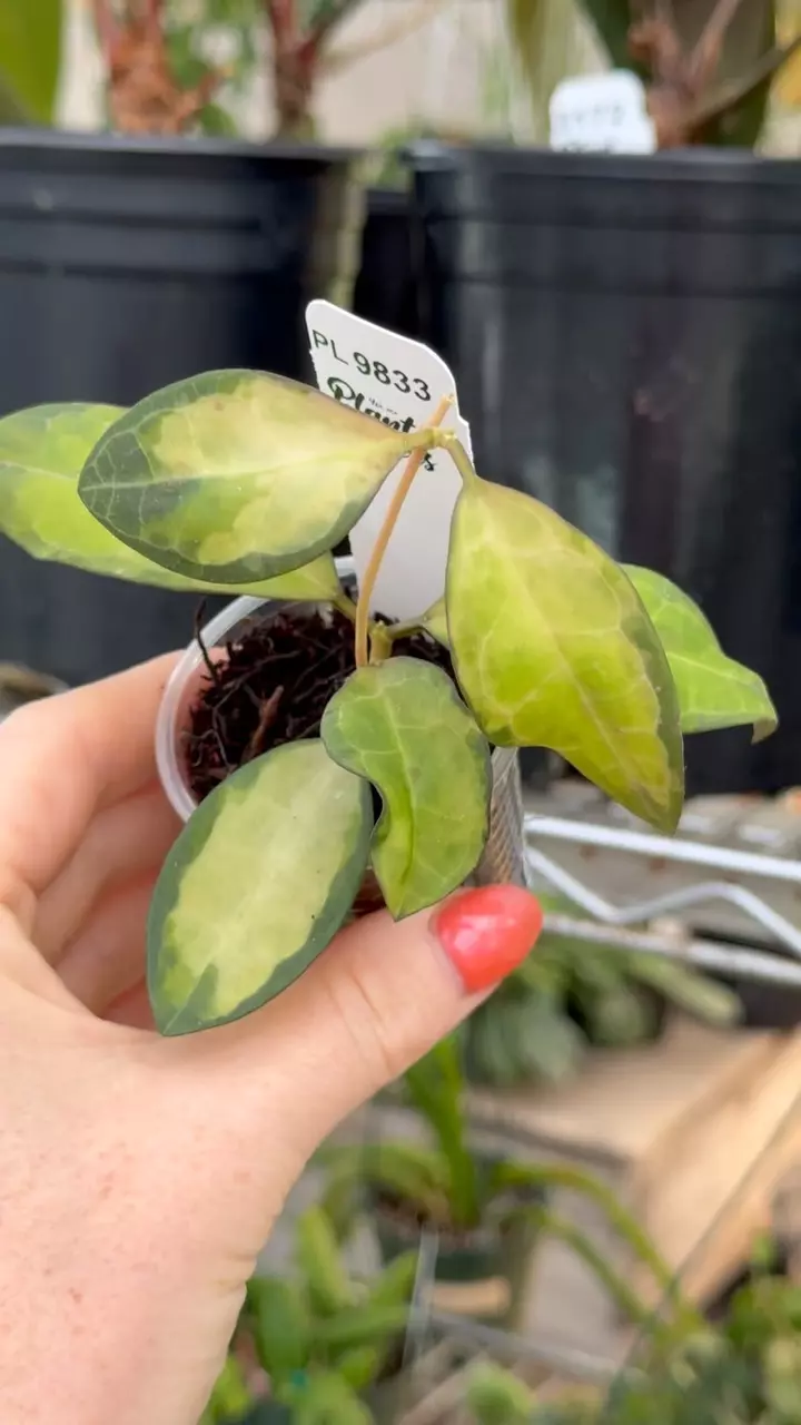 plant/PL9833: Variegated Elliptica-0