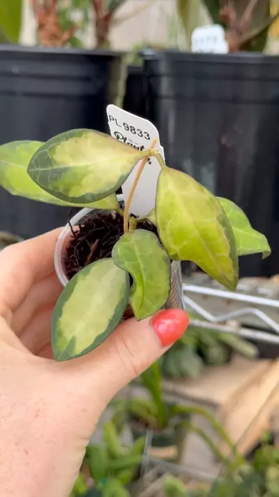 plant/PL9833: Variegated Elliptica-0-thumbnail