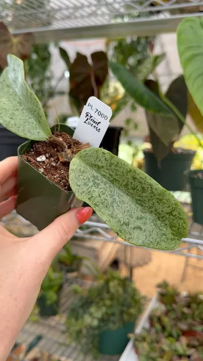 plant/PL7000: Incrassata Silver-0-thumbnail