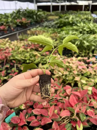 plant/Passiflora Bounty starter plant Growers Choice-4-thumbnail