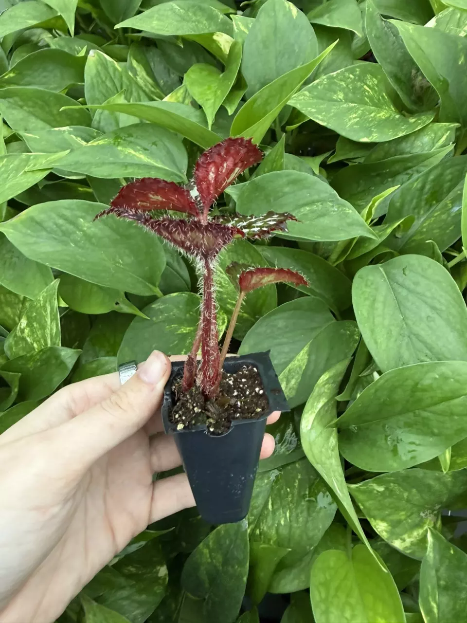 plant/Harmonys Paparazzi Begonia Starter Plant Growers Choice-5