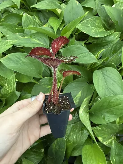 plant/Harmonys Paparazzi Begonia Starter Plant Growers Choice-5-thumbnail