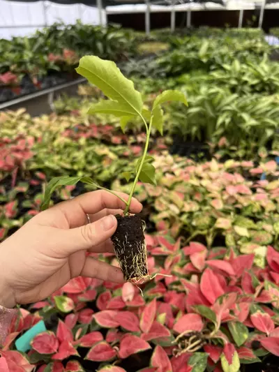 plant/Passiflora Bounty starter plant Growers Choice-5-thumbnail