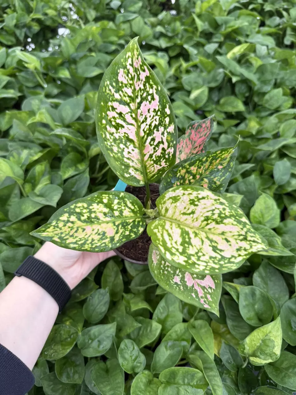 plant/Aglaonema Rubi Garuda 4” Pot Growers Choice-5