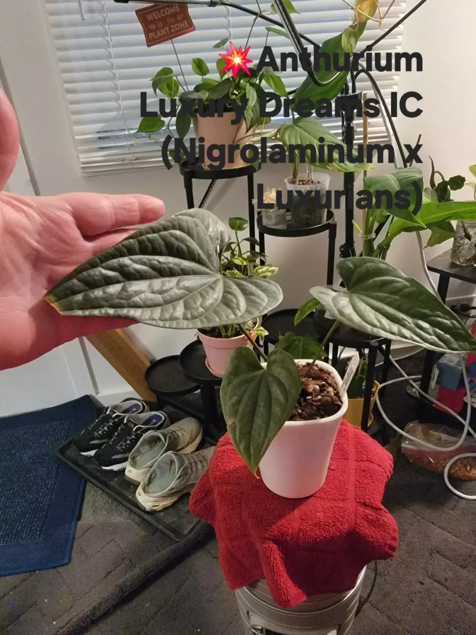 plant/💥Anthurium Luxury Dreams IC
(Nigrolaminum x Luxurians)-0