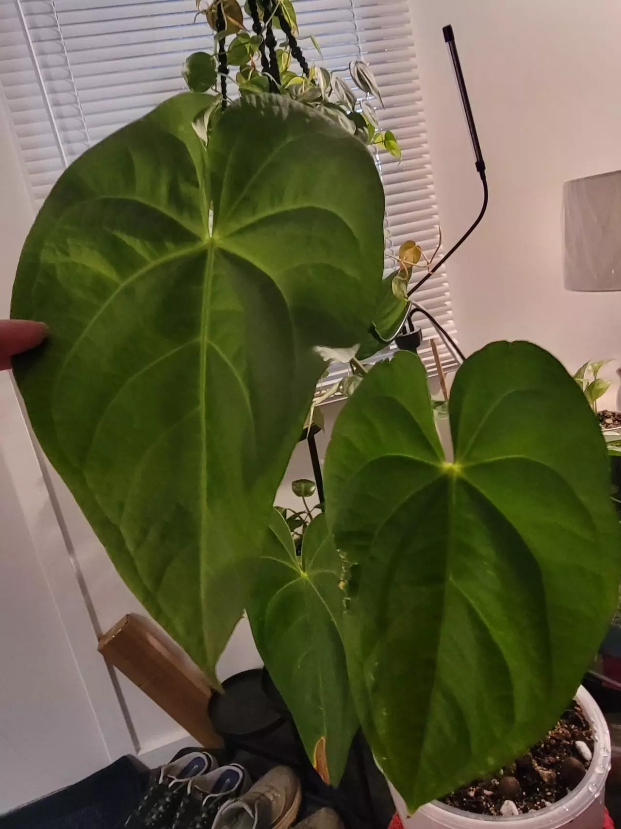 plant/💥Anthurium Magnificum comes in planter-1