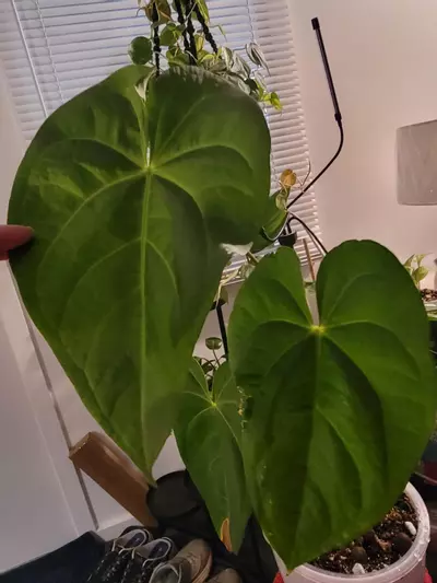 plant/💥Anthurium Magnificum comes in planter-1-thumbnail