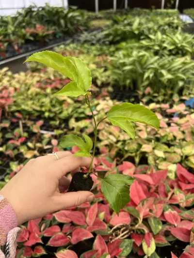 plant/Passiflora Bounty starter plant Growers Choice-2-thumbnail