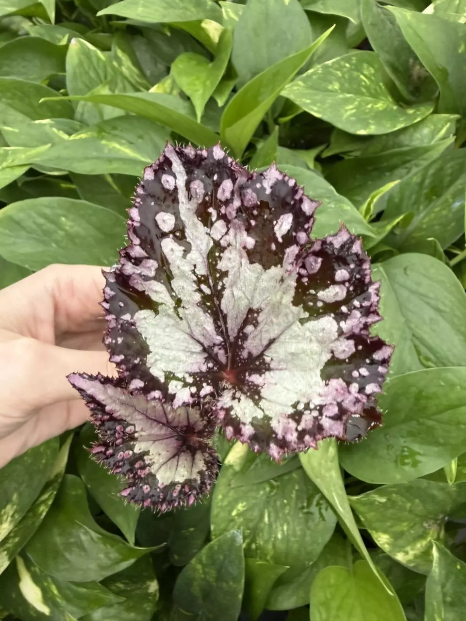 plant/Harmonys Paparazzi Begonia Starter Plant Growers Choice-1